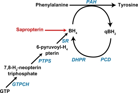 Figure 1 Phenylalanine hydroxylation. Phenylalanine is hydroxylated to tyrosine through the catalytic activity of phenylalanine hydroxylase, which requires the presence of the unconjugated pterin cofactor, tetrahydrobiopterin (BH4). Sapropterin is a synthetic form of BH4 that augments the endogenous BH4 supply. During phenylalanine hydroxylation, BH4 is oxidized to quinonoid dihydrobiopterin (qBH2). Fully active BH4 is regenerated through the sequential action of pterin-4a-carbinolamine dehydratase and dihydropteridine reductase (DHPR) or may be synthesized de novo from guanosine triphosphate (GTP).Citation2