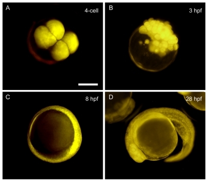 Figure 4 In vivo biodistribution of Rh-SWCNT-RGD in developing zebrafish embryos at different developmental stages. Zebrafish embryos were loaded with 2 nL of Rh-SWCNT-RGD (2.4 ng of SWCNT and 0.3 ng of RGD) into embryonic cells at the one-cell stage through microinjection. According to the red fluorescence signal from Rh-SWCNT-RGD, the loaded Rh-SWCNT-RGD are distributed into the blastoderm cells, but not the yolk cells, at all observed developmental stages, including the four-cell stage (A), 3 hours following fertilization (B), 8 hours following fertilization (C), and 28 hours following fertilization (D). Scale bar: 200 μm.Abbreviations: RGD, cyclic arginine-glycine-aspartic peptide; SWCNT, single-walled carbon nanotubes; Rh, rhodamine.