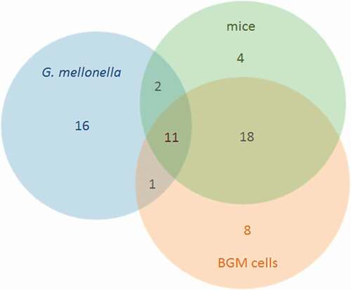 Figure 3. Significantly upregulated T4SS effectors in G. mellonella, in BGM cells and in mice. Datasets compared included the RNASeq results described in this study, as well as microarray data of infected BGM cells and mice performed by Kuley et al. 2015 [Citation50], as described in Supplementary Table S7.