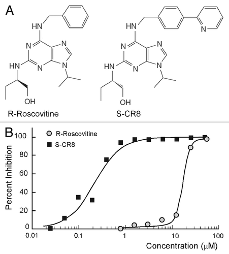 Figure 1. Comparative analysis of inhibitory activities of CDK inhibitors S-CR8 and R-roscovitine on cystogenesis in vitro. (A) Chemical structures of R-roscovitine and its derivative, S-CR8. (B) In vitro inhibition of cystic growth in MDCK 3D collagen-based assay. Values were measured in quadruplets in two independent experiments.