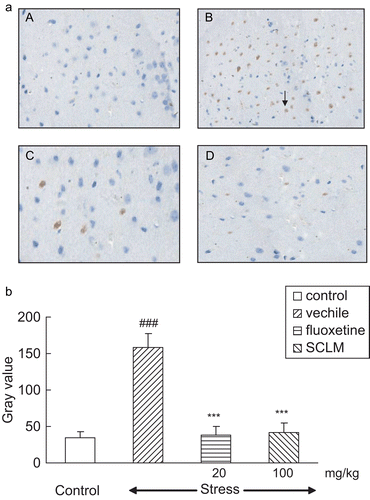 Figure 2.  (a) SCLM inhibited up-regulation of Bax in the hippocampus of stressed mice. (A) Control; (B) stressed mice: numerous Bax-positive neurons could be observed, dark brown (arrow); (C) fluoxetine-treated (20 mg/kg) stressed mice: Bax-positive neurons were significantly decreased; (D) SCLM-treated (100 mg/kg) stressed mice: Bax-positive neurons were significantly reduced. (b) Staining was quantified as gray values (GVs) using computer image analysis (n = 5). CMS significantly increased the GV of Bax in the hippocampus compared with control mice (158.54 ± 19.05, 34.98 ± 8.02, respectively), while SCLM (100 mg/kg) or fluoxetine (20 mg/kg) treatment resulted in a significant decrease in GV levels (41.76 ± 12.58, 38.04 ± 11.94, respectively). Data analysis was performed using Dunnett’s t-test. ###p < 0.001, compared with control group, ***p < 0.001, compared with vehicle-treated stressed mice.