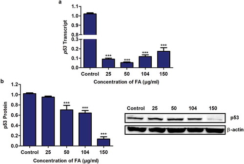 Figure 1. The effect of FA on p53 expression in HepG2 cells. (a) RNA isolated from control and FA-treated HepG2 cells were reverse transcribed into cDNA and analyzed for p53 expression using qPCR. FA decreased the mRNA expression of p53 in HepG2 cells. (b) Protein expression of p53 was determined using Western blot. FA decreased the protein expression of p53 in HepG2 cells. Results are represented as mean fold-change ± SD (n = 3). Statistical significance was determined by one-way ANOVA with the Bonferroni multiple comparisons test (***p < 0.0001)