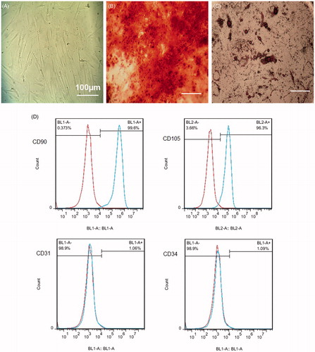 Figure 3. Mesenchymal stem cells from human conjunctiva stromal cells (A). CMSCs were treated with appropriate osteo- and adipo-induction media, alizarin red for osteogenic differentiation and adipogenic differentiation, respectively (B,C). Flow cytometry analysis of conjunctiva stromal fibroblast-like cells: Fibroblast-like cells (two passage cells) are analyzed by fluorescence-activated cell sorting and Cell Quest software for the expression of certain markers (D).