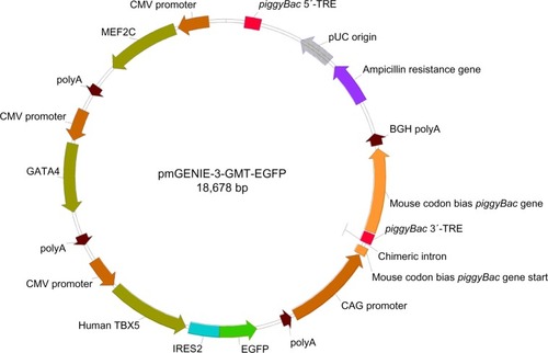 Figure 2 Map of the pmGENIE-3-GMT piggyBac vector constructed for programming ASCs toward the cardiac lineage.