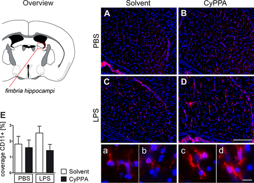 Figure 3 Assessment of microglial CD11b staining (red) in the fimbria of hippocampus 24 hours after treatment with PBS, or 2.5 mg/kg LPS and solvent, or CyPPA (15 mg/kg). CD11b immunoreactivity (red) in the fimbria of hippocampus (overview); nuclear DAPI staining (blue). Representative microphotographs of all four treatment groups (A–D solvent vs CyPPA and PBS vs LPS) and representative high-magnification insets, which were also derived from the fimbria of hippocampus, are depicted in A–D. The area covered by CD11b-positive tissue (red) was obtained using color cube-based image analyses (Image Pro Plus) and expressed as percentage of the area of interest (E). Five animals per group, four to eight microphotographs per animal analyzed; scale bar in D represents 100 µm and applies to all overview microphotographs; 10 µm in d for all inserts.