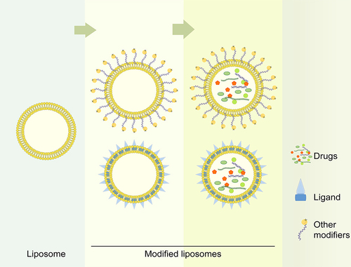 Figure 3 Simplified Liposome Modification Model. Membranes of liposomes could be added with ligands or other modifiers, such as charges or polypeptides, etc. The modified liposomes protected their carried drugs from degradation and exerted the therapeutic effect better.