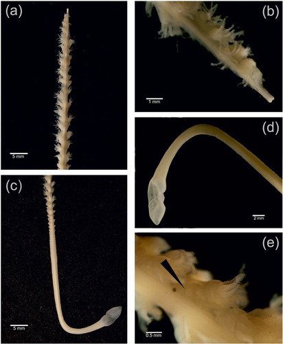 Fig. 2 External morphology of Malacobelemnon daytoni. (a) Tips of colonies showing axial rod. (b) Detail of M. daytoni tips showing the exposed axial rod. (c) Lower rachis and peduncle. (d) Details of the peduncle. (e) Autozooid in the apical part of the colony with mature oocytes.