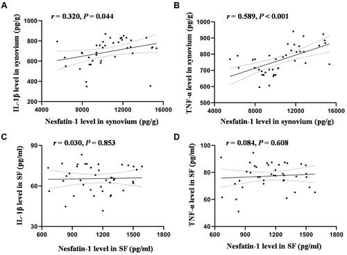 Figure 4 Correlation between nesfatin-1 levels and proinflammatory cytokines in the synovium and SF in the RA group. (A) Correlation between nesfatin-1 and IL-1β levels in the synovium; (B) Correlation between nesfatin-1 and TNF-α levels in the synovium; (C) Correlation between nesfatin-1 and IL-1β levels in SF; (D) Correlation between nesfatin-1 and TNF-α levels in SF.