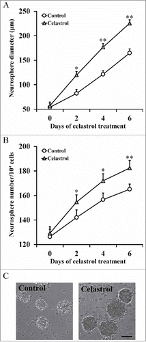 FIGURE 2. Celastrol improves the capability of sphere formation. Isolated inner ear stem cells were incubated in the presence or absence of 2 μM Celastrol, and sphere diameter (A) and number of spheres/104 cells (B) were measured at indicated time points. Values were shown as mean + SD. *p < 0.05, **p < 0.01, compared to 0 μM Celastrol control.