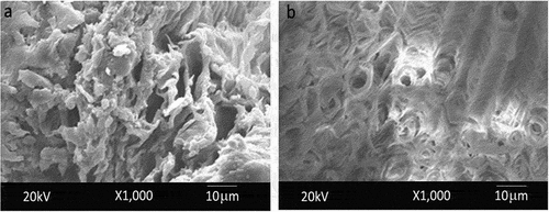 Figure 2. SEM micrographs of (a) untreated CLS fiber and (b) NaOH-treated CLS fiber.