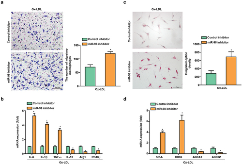 Figure 3. Macrophage activation induced by miR-98-mediated endothelial dysfunction.