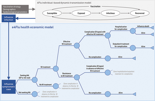 Figure 1. Model structure with epidemiologic (4Flu) and economic (e4Flu) pathways. Source: Adapted from Dolk et al.Citation31 Abbreviations: AE, accident & emergency; GP, general practitioner; MA, medical advice; NI, neuraminidase inhibitor.