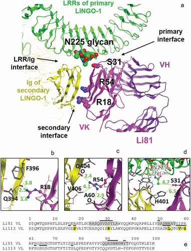 Figure 3. The secondary LINGO-1 binding site of Li81 mAb. (a) Interfaces between Li81 and LINGO-1 LRR domains and the Ig domain of the second LINGO-1 molecule identified in the pdb:4OQT crystal structure, with the three mutations in CN1373 and the glycan on LINGO-1 N225 highlighted. (b) Close-up of Li81 VL R18 and LINGO-1 Ig domain contacts, with distances for the closest contacts shown in green (Å). (c) Close-up of Li81 VL R54 and LINGO-1 Ig domain contacts, and possible hydrogen bonds to backbone O atoms in each molecule. (d) Close-up of where Li81 VL S31 could, if mutated, contact the glycan at N225 of LINGO-1 LRR region and the second LINGO-1 molecule Ig domain. (e) Sequence of Li81 VL. Li81 residues with lines above indicate the primary binding site (i.e., interatomic distance within 4.5 Å of LINGO-1 LRR domains); lines below indicate the secondary binding site (i.e., within 4.5 Å of LINGO-1 Ig domain). Li113 VL, which inspired most of the mutations, is shown for comparison; S31R and 4 other differences in the secondary binding site are emboldened and highlighted in yellow. CDRs are highlighted in gray