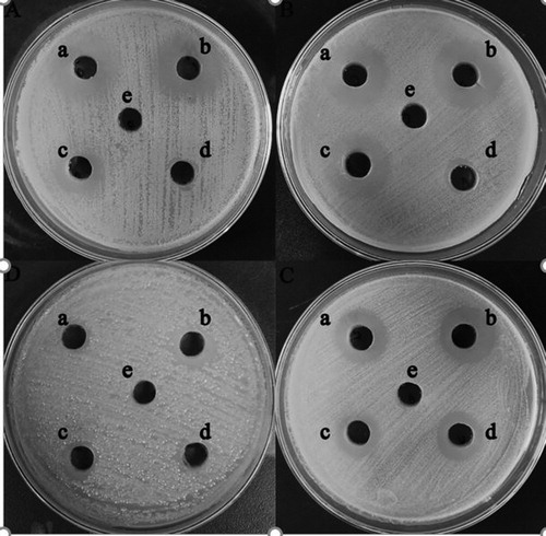 Figure 6. Antimicrobial properties against (A) A. baumannii ATCC19606T; (B) E. coli ATCC 25922; (C) V. parahemolyticus ATCC17802T; (D) S. aureus ATCC 29213. (a) The mixture of lipopeptide and pure AgNPs (150 µg/mL); (b) AgNPs with enhanced antibacterial properties (150 µg/mL); (c) Pure AgNPs (150 µg/mL); (d) Antibacterial substances (lipopeptide) (150 µg/mL).