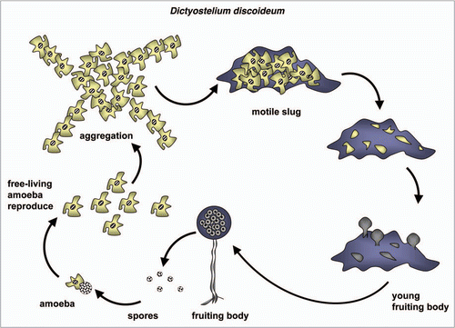 Figure 4 Diagram of the life cycle of Dictyostelium discoideum. For a detailed discussion of the life cycles of this and each of the organisms in Figures 6–8 and 10, see the text.