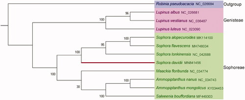 Figure 1. The phylogenetic tree of Sophora davidii and the other 11 plant species. The outgroup was Robinia pseudoacacia. The numbers on the branches represent the confidence between the two species or for the clade.