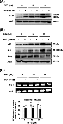 Fig. 2. Effects of wortmannin on the BITC-induced autophagic (A) and cytoprotective (B and C) molecules.