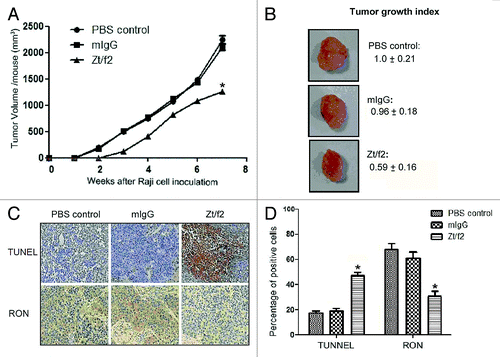 Figure 5. Zt/f2 treatment inhibits Raji cell xenograft growth. (A) Zt/f2 treatment significantly suppresses the growth of Raji cell xenografts in athymic nude mice. Tumor-bearing mice were randomized into different groups (three mice per group). Animals were treated with Zt/f2, PBS or control mouse IgG at the doses and schedule defined in the Materials and Methods section. For each treatment group, the tumor volume was measured weekly. Tumor xenograft tissues were harvested after 7 weeks. (B) The tumor growth index in control mice was set to 1.00 and used to make comparisons among groups. (C, D) Immunohistochemical detection of TUNEL-positive and RON+ cells in tumor xenograft tissues. The percentage of positively stained cells in the tissues of each group is shown. TUNEL-positive and RON+ cells were counted in four or five different fields, the data are summarized as the mean of percentage positive cells in three xenograft samples. The proportion of apoptotic cells was significantly increased and there was a clear downregulation of RON in Zt/f2-treated samples. *, p < 0.05 vs. PBS control group.