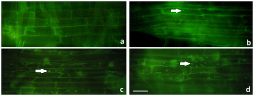Figure 2. Immunostaining of microtubule structures in control and Al2O3 NP (5, 25 and 50 mg ml–1) treated wheat roots after 96 h. (a) Control; (b) 5 mg ml–1; (c) 25 mg ml–1; (d) 50 mg ml–1. Arrows show microtubule disruption. Scale bar = 50 μm.