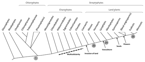 Figure 1 Simplified cladogram showing the phylogenetic relationships between the major groups of plants (following Lewis and McCourtCitation8 and Qiu et al.Citation9). The grey balloons indicate the number of modern bHLH subfamilies that were present at different nodes of plant evolution. Some of the most important events in land plant evolution are indicated.