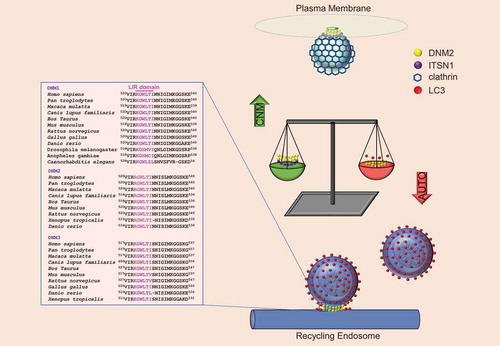 Figure 1. The figure shows DNM2 functions connected with two different binding partners. The DNM2R465W CNM mutation favors DNM2 binding with ITSN1, sequestering DNM2 away from its interaction with LC3 and its function in autophagy. Loss of DNM2 from the recycling endosomes impairs the release of autophagic structures from this compartment. The LIR domain of DNM2, responsible for its interaction with LC3 on recycling endosomes, is highly conserved in DNM1 and DNM3, as well as in other species.