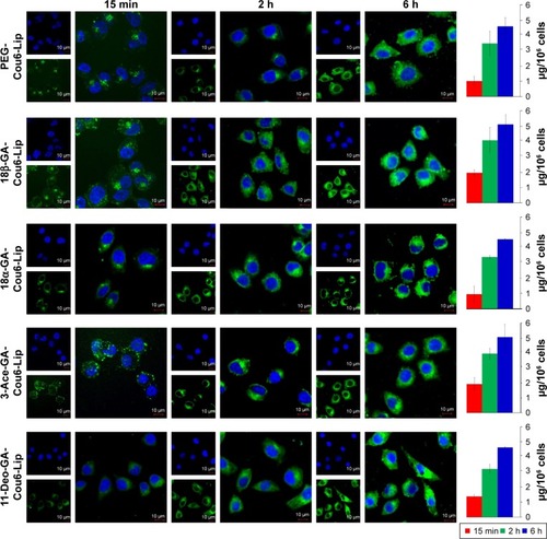 Figure 7 CLSM images of the cellular localization of Cou6 liposomes and Cou6 contents in different HepG2 cell samples.Notes: The HepG2 cells were incubated with PEG-Cou6-Lip, 18β-GA-Cou6-Lip, 18α-GA-Cou6-Lip, 3-Ace-GA-Cou6-Lip or 11-Deo-GA-Cou6-Lip for different times. Cou6 liposomes were green in color. The nuclei were blue stained using Hoechst 33258. Scale bars represent 10 μm.Abbreviations: CLSM, confocal laser scanning microscopy; Cou6, coumarin 6; PEG, polyethylene glycol; Lip, liposome; 18β-GA, 18β-glycyrrhetinic acid; 18α-GA, 18α-glycyrrhetinic acid; 3-Ace-GA, 3-acetyl-18β-glycyrrhetinic acid; 11-Deo-GA, 11-deoxy-18β-glycyrrhetinic acid.