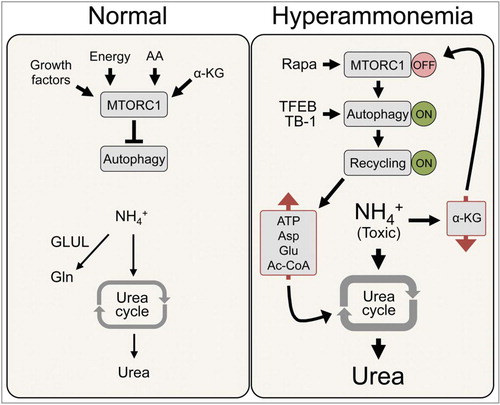 Figure 1. Liver autophagy and hyperammonemia. In hepatocytes under normal conditions (left): i) MTORC1, involved in a major signaling pathway controlling autophagy, is regulated by various signals including growth factors, energy and nutrients such as amino acids (AA) and alpha-ketoglutarate (a-KG); and ii) ammonia (NH +) is cleared by synthesis of urea through the urea cycle and glutamine (Gln) by GLUL/glutamine synthetase. During hyperammonemia (right), ammonia-induced depletion of a-KG and its consequent inhibition of MTORC1 induce autophagy. Metabolite recycling induced by increased autophagy makes ammonia removal more efﬁcient because it stimulates ureagenesis by furnishing key urea cycle intermediates (aspartate [Asp] and glutamate [Glu]), acetyl-coA, and ATP. Autophagy enhancement by gene transfer of Tfeb or treatments with the autophagy enhancers rapamycin (Rapa) and Tat-beclin 1 (TB-1), increases ureagenesis and can be exploited to reduce hyperammonemia.