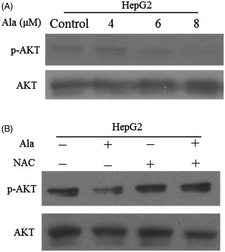 Figure 5. Ala inhibited AKT signalling pathway through ROS generation. (A) The protein expression of p-AKT and AKT was detected by western blot after treatment with 0, 4, 6 and 8 μM of Ala. (B) The cells were pre-incubated with NAC (10 mM) for 1 h and then treated with 6 μM of Ala for 24 h. The expression of p-AKT and AKT protein was analyzed by western blot with AKT as internal control.