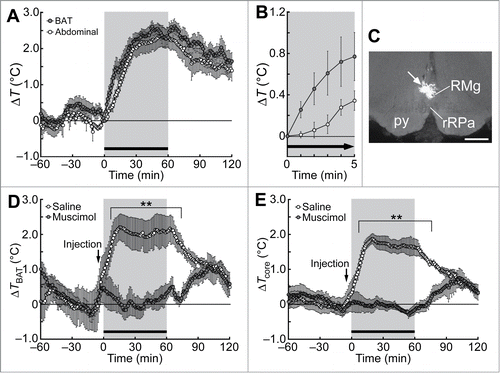 Figure 1. Social defeat stress-induced BAT thermogenesis and hyperthermia in rats. (A and B) Changes in BAT and abdominal (core) temperatures induced by social defeat stress (gray period with a horizontal bar). Changes from the temperature at time 0 are shown (n = 6). Temperature changes for 5 min after the beginning of the stress exposure are expanded in (B). (C) A site of muscimol nanoinjection in the rMR was labeled with fluorescent microspheres (arrow). py, pyramidal tract; RMg, raphe magnus nucleus; rRPa, rostral raphe pallidus nucleus. Scale bar, 500 µm. (D and E) Effect of muscimol or saline nanoinjection into the rMR (arrows) on social defeat stress-induced changes in BAT temperature (TBAT, D) and abdominal temperature (Tcore, E) (n = 5). Temperature changes from the baseline are shown (analyzed by 2-way ANOVA followed by Bonferroni's post-hoc test). **P < 0.01. All values are means ± SEM. Modified from Kataoka et al.Citation14 © Elsevier. Permission to reuse must be obtained from the rightsholder.