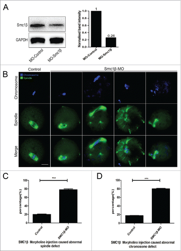 Figure 2. Knockdown of Smc1β causes spindle/chromosome abnormalities in mouse oocytes. (A) Protein levels of Smc1β in control and Smc1β-MO (morpholino injected) oocytes. The blots were probed with anti-Smc1β antibody and anti-GAPDH antibody, respectively. (B) Representative images of spindle morphologies and chromosome alignment in control and Smc1β-MO oocytes. Oocytes were immunostained with anti-α-tubulin-FITC antibody to visualize spindles and counterstained with Hoechst to visualize chromosomes. Scale bar, 20μm. (C) The proportion of abnormal spindles was recorded in control and Smc1β-MO oocytes. Data were presented as mean percentage (mean ± SEM) of at least 3 independent experiments. Asterisk denotes statistical difference at a p < 0.05 level of significance. (D) The proportion of misaligned chromosomes was recorded in control and Smc1β-MO oocytes. Data were presented as mean percentage (mean ± SEM) of at least 3 independent experiments. Asterisk denotes statistical difference at a p < 0.05 level of significance.