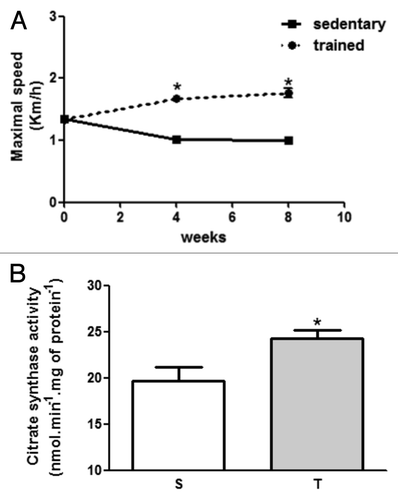Figure 1. (A) Maximal velocity test performed at day 0, after 4 and 8 weeks of training protocol. (B) Citrate synthase activity of sedentary and trained rats in soleus muscle. *p < 0.05 in comparison with sedentary group.