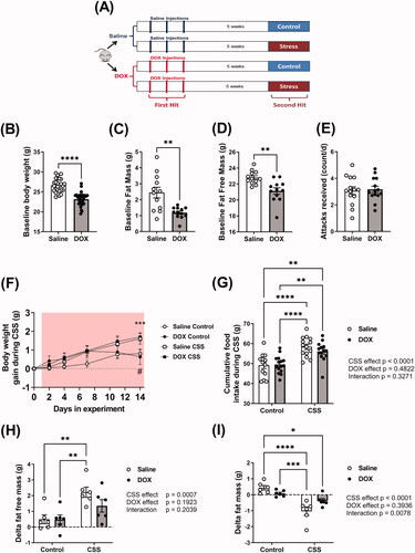 Figure 1. Effect of juvenile exposure to DOX, adult-onset CSS, and their combination on body composition. (A) Experimental design of the two-hit model of latent DOX-induced cardiotoxicity using CSS as a second hit. Male 5-week-old C57BL/6N mice were administered DOX (4 mg/kg/week) or saline for 3 weeks and allowed to recover for 5 weeks prior to exposure to 14 d of CSS. Effect of juvenile exposure to DOX one day prior to CSS on (B) body weight (n = 27–29 per group), (C) Fat mass (n = 12 per group), and (D) fat free mass (n = 12 per group). (E) Average number of attacks received during the daily social defeat interactions in CSS (n = 14). Comparisons between the two groups in (B–E) were performed using unpaired student t-test. (F) Daily body weight gain during CSS where a significant stress × time interaction is found (F(4,208)=5.915, p<.001) and asterisks denote significant binary differences within each time point among groups following Tukey’s HSD post hoc test. (#p=.054301, within saline groups, control vs. CSS; ***p<.001, within DOX groups, control vs. CSS; comparisons at day 14), (G) Total amount of food consumed in the course of CSS (n = 13–15 per group). (H) Delta fat free mass (n = 6 per group), and (I) Delta fat mass (n = 6 per group) following CSS. Values are represented as means ± SEM. Statistical analysis was performed by two-way ANOVA with Tukey’s HSD post-hoc tests as appropriate (*p<.05, **p<.01, ***p<.001, ****p<.0001). Detailed statistical analysis is provided in Supplementary Table 2.