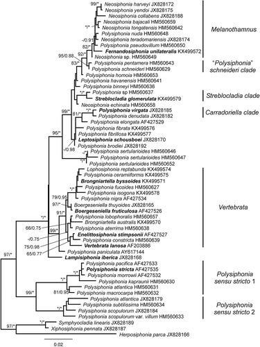 Fig. 2. Phylogenetic tree estimated with ML analysis of 18S sequences. Values at nodes indicate bootstrap support/posterior probability (only shown if > 60%/0.6 PP). Branches marked with an asterisk received 100%/1.00 PP support. Species names printed in bold correspond to type species of genera.