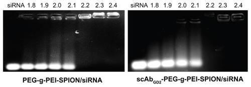Figure 1 Gel electrophoresis of PEG-g-PEI-SPION/siRNA and scAbGD2-PEG-g-PEI-SPION/siRNA at various N/P ratios from 1.8 to 2.4.Notes: The band intensities of nontargeting polyplexes. The brightness of EB-stained siRNA bands decreased with increasing the N/P ratio of nontargeting and targeting polyplexes. siRNA condensation by both PEG-g-PEI-SPION and scAbGD2-PEG-g-PEI-SPION completely retarded the siRNA motion by almost the same amount at an N/P ratio of 2.2.Abbreviations: PEG-g-PEI-SPION, polyethylene glycol-grafted polyethylenimine superparamagnetic iron oxide nanoparticle; siRNA, small interfering ribonucleic acid; N/P, nitrogen-phosphorus; EB, ethidium bromide.