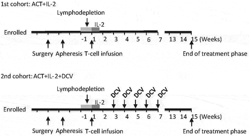 Figure 1. Protocol time line. A schematic view of the treatment protocol for the safety/optimization cohort (top) and for the combinatorial treatment cohort (bottom). ACT, adoptive cell transfer. DCV, dendritic cell vaccine.