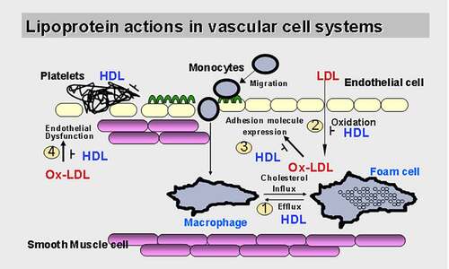 Figure 1. Lipoproteins and atherosclerosis in the vascular system. Low-density lipoprotein, especially oxidized Low-density lipoprotein induces adhesion molecules expression in endothelial cells, but the mechanism of its action is unclear