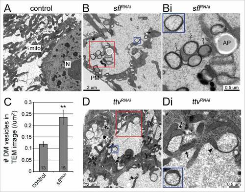 Figure 3. Accumulation of membrane-bound structures in muscle cells of larvae with compromised HS biosynthesis. (A, B and Bi) Electron micrographs of subsynaptic cytosol in controls (A: Mef2-GAL4/+) and animals expressing sfl RNAi in the muscle (B and Bi: Mef2-GAL4>UAS-sfl RNAi). (Bi) Higher magnification view of structures in the red box (whole panel) and the blue box (inset) from (B). In addition to classical autophagosomes, there are groups of membrane bound structures, some with single membrane layers (1), or nested within one another (2), and double-membrane-bound structures filled with electron dense material (3) and cytosol (inset). Mef2-GAL4>UAS-sfl RNAi animals have many more vesicular structures than controls, quantified in (C). mito: mitochondria; N: nucleus; AP: autophagosome, PM: plasma membrane. (D) Mef2-GAL4>UAS-ttv RNAi animals harbor similar membranous structures. (Di) A higher magnification view of the red-boxed area in (D) (whole panel) and the blue box (inset). Vesicles appear adjacent to mitochondria (arrows). Crescent shaped thick membrane sheets containing regions of mitochondrial matrix (arrowhead) and closed vesicles with mitochondrial matrix-like material remaining between the layers (inset) are common. Scale bars: 2 μm (A and B as well as D), 0.5 μm (Bi and Di). Error bars denote SEM. **, P < 0.01. Numbers at the bottom of the bars indicate sample sizes.
