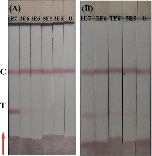 Figure 4. IC Strip test of P. syringae pv. maculicola (CFU/ml) on broccoli seeds (A) and radish seeds (B).