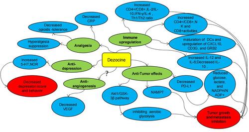 Figure 1 Dezocine has the potential to regulate the clinical and biological features of tumors.