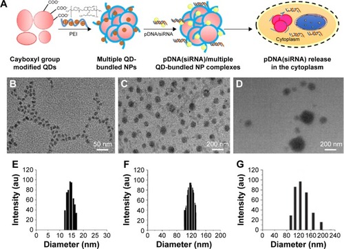 Figure 1 Schematic representations and TEM images of PEI/QDs/miRNA nanoparticles.Notes: (A) Schematic representations of the preparing route for PEI/QD nanoparticles; TEM micrographs of QDs (B), PEI/QDs (C), and PEI/QD/miRNA (D) nanoparticles. (E, F, and G) DLS data corresponding to (B, C, and D), respectively.Abbreviations: DLS, dynamic light scattering; miRNA, microRNA; NP, nanoparticle; PEI, polyethyleneimine; QD, quantum dot; siRNA, silencing RNA; TEM, transmission electron microscopy.
