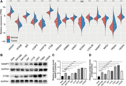 Figure 6 Validation of the expression levels of ARGs. (A). The relative mRNA expression levels of identified 15 ARGs between human brain and glioma samples.(B). Representative Western blots of NAMPT and CTSB protein expression levels in normal human astrocytes (NHA) and human glioma cell lines.(C, D). Relative quantification of Western blots shown in (g). One-way ANOVA for multi-group comparisons: NS, non-significant, **P < 0.01, ***P < 0.001, ****P < 0.0001.