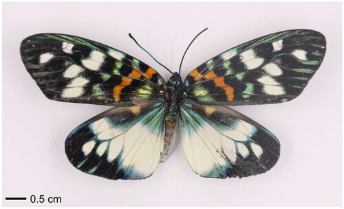 Figure 1. Species reference image of Erasmia pulchella. The specimen in this photo was collected in Ji’an City of China (coordinates: E 115.0760, N 27.1165). The image was taken by Jihui Zhang.