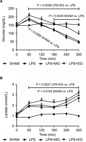 Figure 2 Effect of moderate (MG) and excessive glucose supply (EG) on plasma concentrations of glucose (A) and lactate (B) during systemic inflammation. Lipopolysaccharide (LPS) was infused at a rate of 1 mg/kg and h over a period of 300 min to induce systemic inflammation in male Wistar rats. Glucose was supplied either moderately (LPS+MG: 1 mg LPS/kg and h + 70 mg glucose/kg and h) or excessively (LPS+EG: 1 mg LPS/kg and h + 210 mg glucose/kg and h) during systemic inflammation. Plasma concentrations of glucose and lactate are shown as mean values ± standard errors of mean.