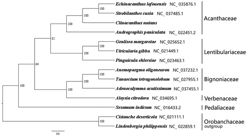 Figure 1. The best ML phylogeny recovered from 14 complete plastome sequences by RAxML. Accession numbers: Clinacanthus nutans (This study, GenBank accession number: MH778102), Echinacanthus lofouensis NC_ 035876.1, Strobilanthes cusia NC_ 037485.1, Andrographis paniculata NC_ 022451.2, Utricularia gibba NC_021449.1, Genlisea margaretae NC_025652.1, Pinguicula ehlersiae NC_023463.1, Anemopaegma oligoneuron NC_037232.1, Tanaecium tetragonolobum NC_027955.1, Adenocalymma acutissimum NC_037455.1, Aloysia citrodora NC_034695.1, Sesamum indicum NC_ 016433.2, outgroups: Cistanche deserticola NC_021111.1; Lindenbergia philippensis NC_ 022859.1.