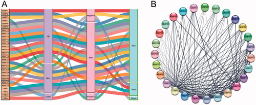 Figure 5. The summary of the effect of expression of MMPs/TIMPs on HNSCC progression. (A) Sankey diagram summarized the relation of each MMPs/TIMPs expression with HNSCC progression and prognosis; (B) protein–protein interaction network of 24 MMPs genes and 4 TIMPs.