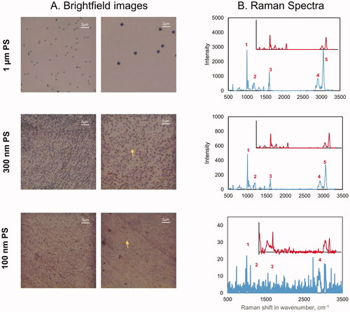 Figure 2. Optimization of Raman parameters for plastic detection in ambient and indoor air samples. (A) Brightfield images of CaF2 slide deposited with 1 µm, 300 nm and 100 nm polystyrene (PS) at 50x magnification and at 100x magnification; (B) Raman spectra of PS deposited on CaF2 slide. The bands at ∼990 (1), ∼1200 (2), ∼1600 (3), ∼2900 (4), and ∼3050 (5) cm−1 were used to identify PS. Raman spectra were acquired at 532 nm laser excitation wavelength using 10mW laser intensity, 600 (inset) or 1200 (the main graph) line mm−1 grating, 100 µm slit and 300 µm hole. CaF2: Calcium fluoride.