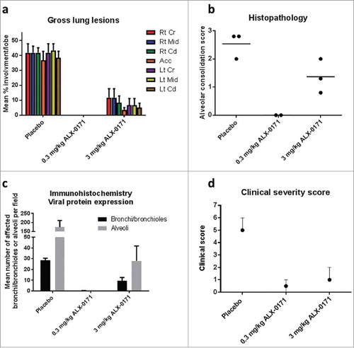 Figure 4. Gross and microscopic evaluation of lungs from hRSV-infected lambs treated with either placebo or ALX-0171 from study 2. (a) Viral-related lung gross lesions were scored and percentage parenchymal involvement was estimated for each lung lobe. Mean percentage averages per lobe were calculated. Legend: Rt Cr = Right cranial lobe; Rt Mid = Right middle lobe; Rt Cd = Right caudal lobe; Acc = Accessory lobe; Lt Cr = Left cranial lobe; Lt Mid = Left middle lobe; Lt Cd = Left caudal lobe. (b) Microscopic (histopathologic) alveolar consolidation score was determined as percent area of RSV lesions followed by conversion to an integer-based consolidation scale as described in materials and methods section. (c) hRSV antigen expression in lung tissue was determined by counting the number of affected bronchi/bronchioles or alveoli per field. (d) Lamb clinical severity scores. Clinical severity scores were calculated as described in Figure 3. Results are expressed as mean ± standard error for panels (a) and (c); group averages with individual lamb scores are indicated by bullet points for panel (b) and median with range for panel (d).