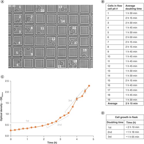 Figure 6. Viability assay on methotrexate-treated BY4743 cells.Cells treated for 20 h with 2.0 , 1.0 , 0.5 or 0.25 mM MTX, or 2% DMSO, spotted onto YPD agar and incubated for 48 h are displayed on this image. From left to right, spots correspond to 5× serially diluted cells starting with a cell suspension with an OD600 nm of 1.0.DMSO: Dimethyl sulfoxide; MTX: Methotrexate.