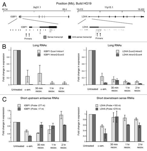 Figure 2. Short RNA synthesis at TSSs. (A) Diagram showing IGBP1 and LDHA gene loci with sense and anti-sense RNA transcripts. From Core et al.Citation15 (B) Graph showing transcription elongation in the gene-body measured by RT-PCR. Long RNAs (> 200 nt) were reverse transcribed (Superscript II, Invitrogen) using random primers and quantified by qPCR (Fast start SYBR green, Roche). Primer sequences are:  IGBP1 Exon1-Intron1: Fwd: ATCTTCAAACCGTGGGAGTG  IGBP1 Exon1-Intron1: Rev: AAAACCCTAGGCGCTGTTTT  IGBP1 Intron2-Exon3: Few: TTCACTGCCTCCTTTTTGCT  IGBP1 Intron2-Exon3: Rev: GCTCAAACTCTGCCACATGA  LDHA Intron3-Exon4: Fwd: CAAGAAAGGTTTGTGGAGCA  LDHA Intron3-Exon4: Rev: CTTTCTCCCTCTTGCTGACG  LDHA Intron2-Exon3: Fwd: AATGGGGTGCCCTCTACTTT  LDHA Intron2-Exon3: Rev: AGGCTGCCATGTTGGAGAT  (C) Graph showing short RNA transcription measured by miRT-PCR. +/− values show distance from TSS. Short RNAs (< 200 nt) were detected by first poly adenylating and then reverse transcribed using tagged oligo-dT and random primers (miScript kit, Qiagen). They were then quantified using qPCR with a specific forward primer and universal reverse primer (miScript primer assay, Qiagen). Primer sequences are:  IGBP1 -277 TTGTCTCTCTACCGCCTTCC  IGBP1 -17 GAAGATCCGGTCGCTTGAG  LDHA +193 CGATTCCGGATCTCATTG  LDHA +279 AGGGATGGGCGGGTAGAG