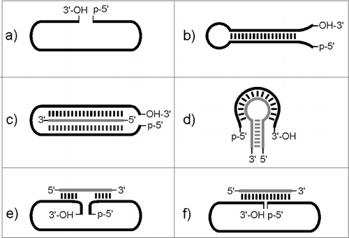 Figure 2. Possible strategies for pre-orientation of 5′-and 3′-termini for circularization including helper oligonucleotides and self-templating effects. Gray: linear or hairpin helper oligonucleotide.